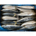 Gefrorener pazifischer Makrele 100-200 g für Konservenfutter